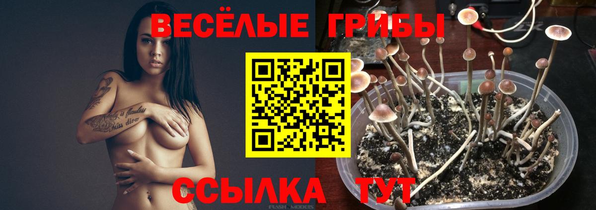 Галлюциногенные грибы Psilocybine cubensis  Вход с VPN  Касимов  Псилоцибиновые грибы мухоморы 